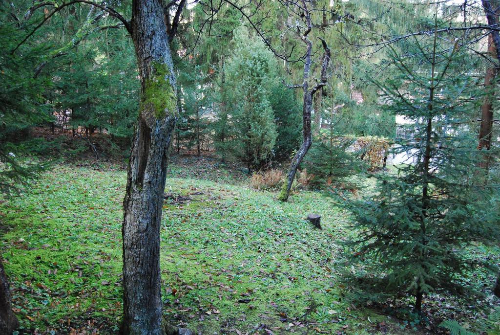 Boroka Apartmanhazak - Oereghaz Velem Bilik gambar